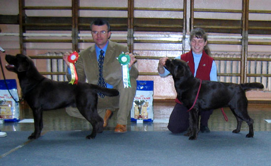 Speciality show for retrievers