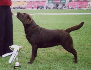 VII Lithuanian Retriever club show, Vilnius